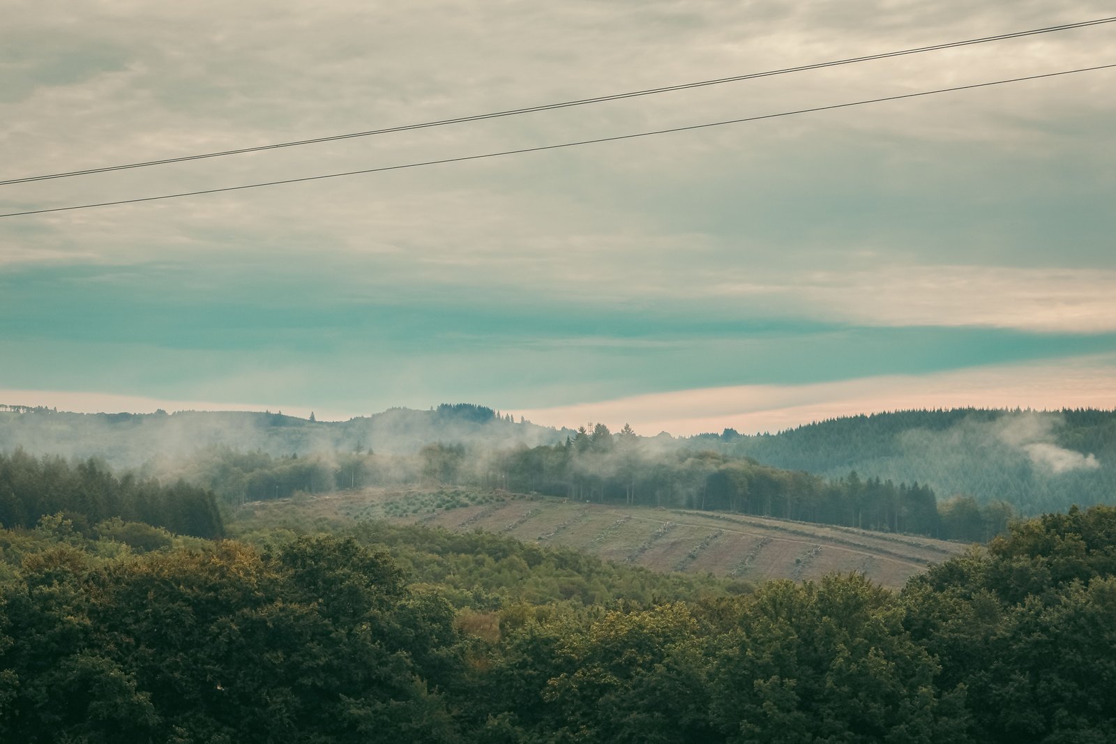 Vue large d'une coupe rase sous la brume